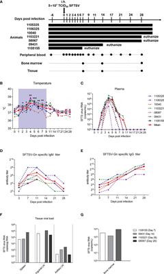 Longitudinal analysis of immunocyte responses and inflammatory cytokine profiles in SFTSV-infected rhesus macaques